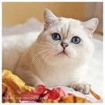 Bacardi - BKH Silver-Point