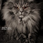 Britisch Langhaar Kater