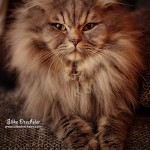 Britisch Langhaar Kater