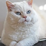 Dickerchen / Selkirk Rex