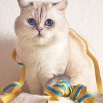 Bacardi - Happy New Year