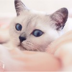 Luna / BKH Silver-Point