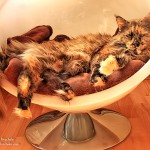 Maine Coon Katze Kiri