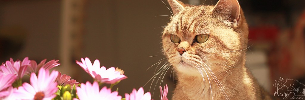 Katzenfotografie